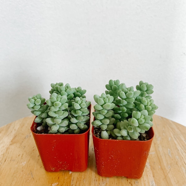 2pk Donkey/ Burros Tail in 2in pots. Sedum morganianum