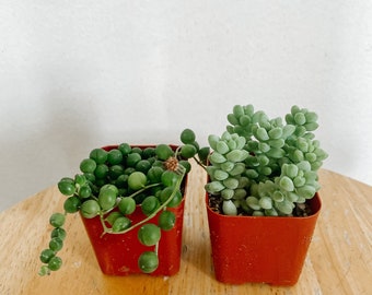 2pk String of Pearls and Donkey Tail