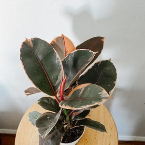 May include: A potted rubber plant with large, oval-shaped leaves. The leaves are a deep green with pink, cream, and orange edges and veins. The plant sits in a white pot on a light wooden table.