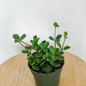 Peperomia Hope (Peperomia Tetraphylla) – Plante d'intérieur facile d'entretien et sans danger pour les animaux domestiques, en pot de 10 cm