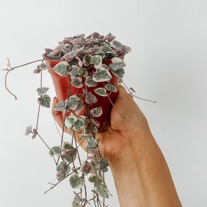 May include: A variegated string of hearts plant with small, heart-shaped leaves in shades of green, white, and pink, trailing from a small, solid red plastic pot. The plant features thin, delicate stems that cascade downward from the container.