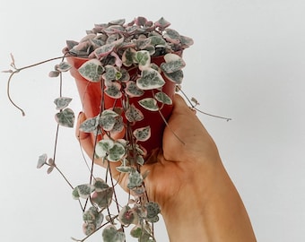 Variegated String of Hearts Plant | Ceropegia woodii | Rare Trailing Pink Houseplant
