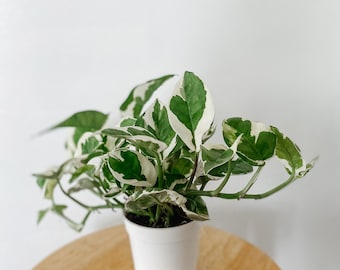 Pothos NJoy “epipremnum aureum” in 4in pot.