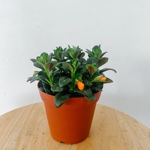 May include: A small potted plant with dark green leaves and orange flowers. The plant is in a brown plastic pot, sitting on a light brown wooden surface. The background is a plain white wall.