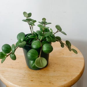 Peperomia Hope (Peperomia Tetraphylla) – Easy-Care Pet-Safe Houseplant in 4-Inch Pot