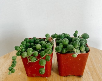 String of Pearls in 2in pots 2pk.