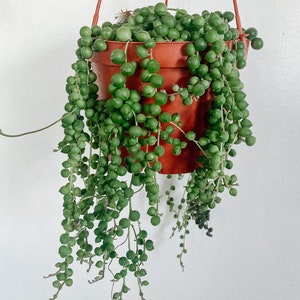 May include: A hanging planter with a green string of pearls plant. The plant is in a terracotta pot and has long, trailing stems with small, round leaves.