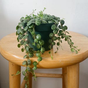 May include: A String of Turtles plant with small, round, succulent leaves featuring a dark green marbled pattern. The plant is potted in a dark green plastic container with multiple trailing stems that hang over the sides of the pot.
