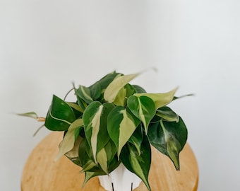 May include: A potted houseplant with heart-shaped leaves in shades of green and cream. The plant sits in a white geometric pot on a small, round wooden stool. The background is a plain white wall.