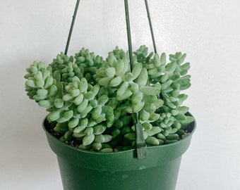 Donkey Tail Burros Tail in 6in Hanging Pot
