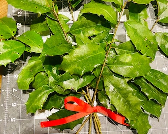 Fresh Holly Branches - Christmas Holly
