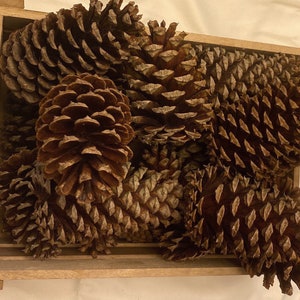 Pine Cones (10 count) -perfect cones for crafting and decorations- loblolly cones