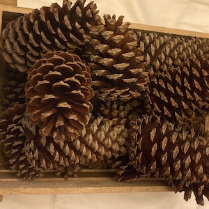 Loblolly Pine Cones (10 count): Natural Brown Craft Cones
