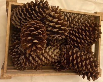 Pine Cones (10 count) -perfect cones for crafting and decorations- loblolly cones