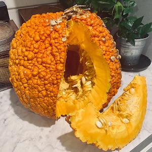 Red Warty Thing Pumpkin Seeds (10) - Etsy