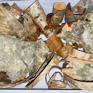 May include: A collection of birch bark pieces in various shapes and sizes, displayed in a light gray wooden tray. The bark fragments range in color from light tan to dark brown, with textured surfaces and visible patterns.