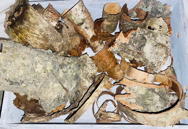May include: A collection of birch bark pieces in various shapes and sizes, displayed in a light gray wooden tray. The bark fragments range in color from light tan to dark brown, with textured surfaces and visible patterns.