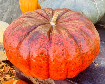 Cinderella pumpkin seeds 10 count