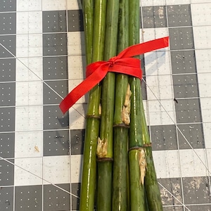 River Cane Bundle of 10