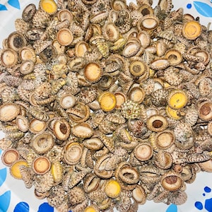 May include: A close-up of a bowl filled with acorn caps. The caps are a mix of brown and tan with some having a yellow center.