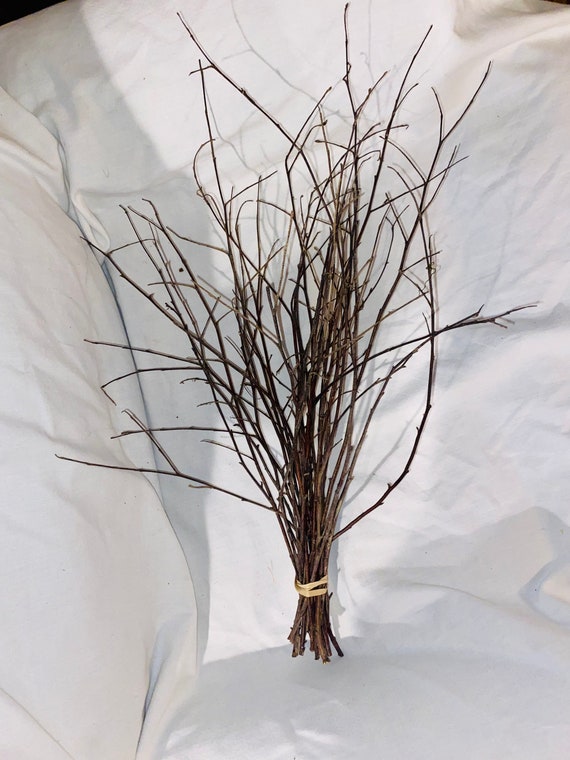 Extra Long Birch Twigs 25 Long Bundled Birch Twigs 20 to 24 Long Farmhouse  Decor Floral Arrangements Rustic Wedding 