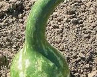 Dipper Gourd Seed - 10 count