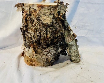 Rustic Birch wood stump- tree stump - terrarium/fairy garden decor - unique stump - natural log stump- double stump - Birch wood