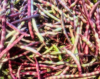 COWPEAS, PINKEYE PURPLEHULL BVR (110055) original | East Texas Seed Company