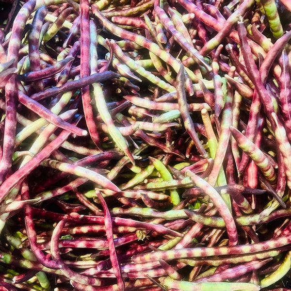 Purple Hull Pea Seeds (30+)