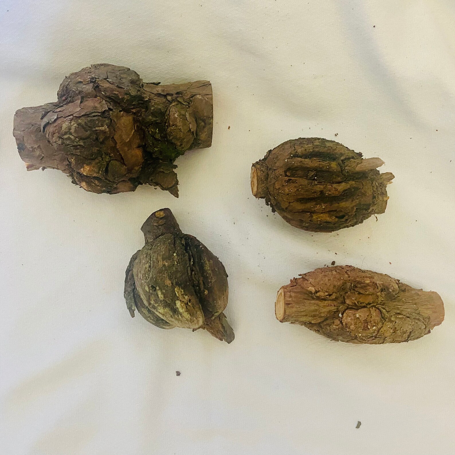 4 Pine wood burls 1 pound unique wood burls raw pine Etsy