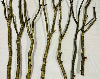 Naturally Forked Long Birch Limbs- set of 3 - birch branches  - 3 feet long  - long birch forks -  birch hangers -