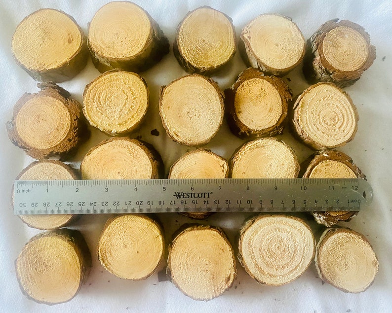 May include: A collection of small, round wooden slices with visible growth rings and bark edges. A ruler shows the diameter of the slices, which are approximately 2.5 to 7.6 cm across. The wood has a light brown color.