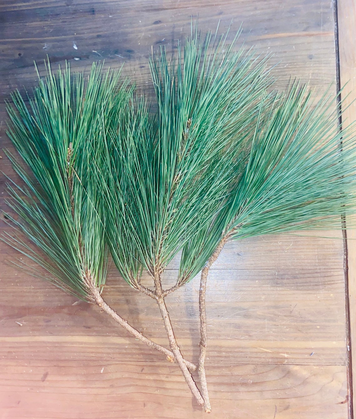 3 Loblolly Pine Branches With Pine Needle Bundles Etsy