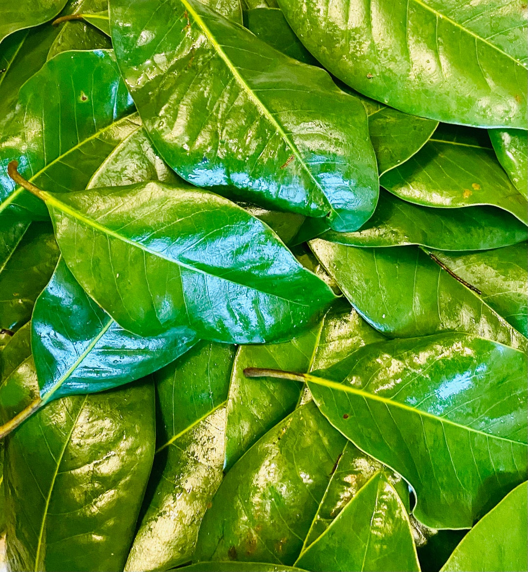 Fresh Magnolia Leaves 50 Leaves Etsy