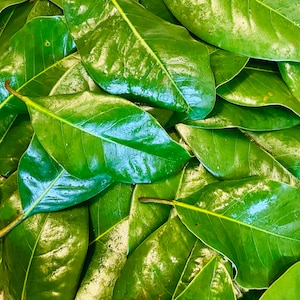 Fresh Magnolia Leaves 50 leaves image 1