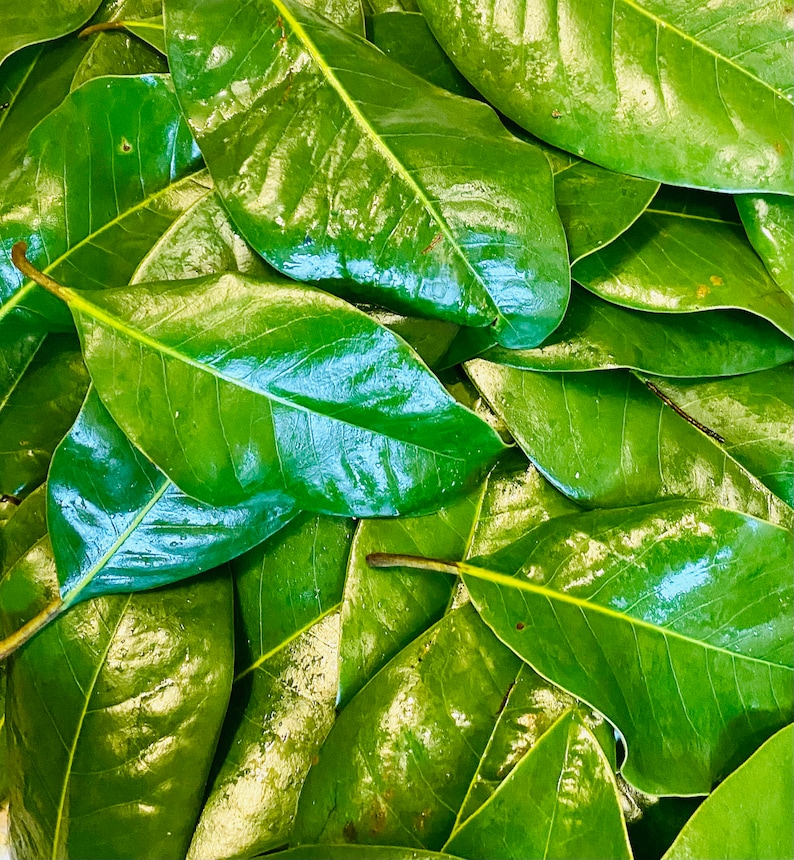 Fresh Magnolia Leaves 50 leaves image 1