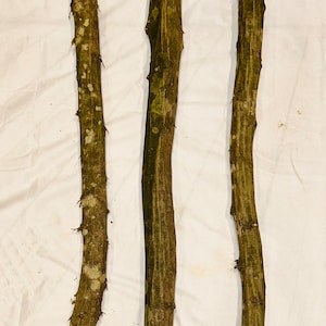 May include: Three long, brown, wooden sticks with a rough, textured surface. The sticks are lying on a white fabric background.