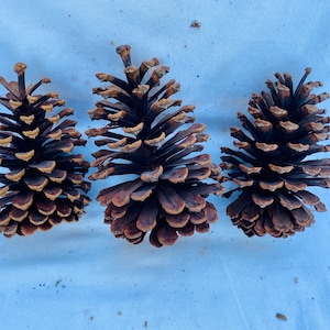May include: Three large pine cones with dark brown scales and lighter brown tips are arranged on a white surface. The cones are in varying sizes and are a natural, rustic decorative element.
