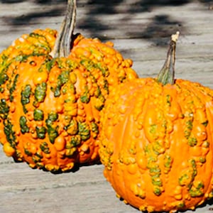 May include: Two warty pumpkins with green and orange bumpy skin. The pumpkins are sitting on a wooden surface.