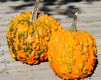 Pode incluir: Duas abóboras verrugosas com pele irregular verde e laranja. As abóboras estão sobre uma superfície de madeira.