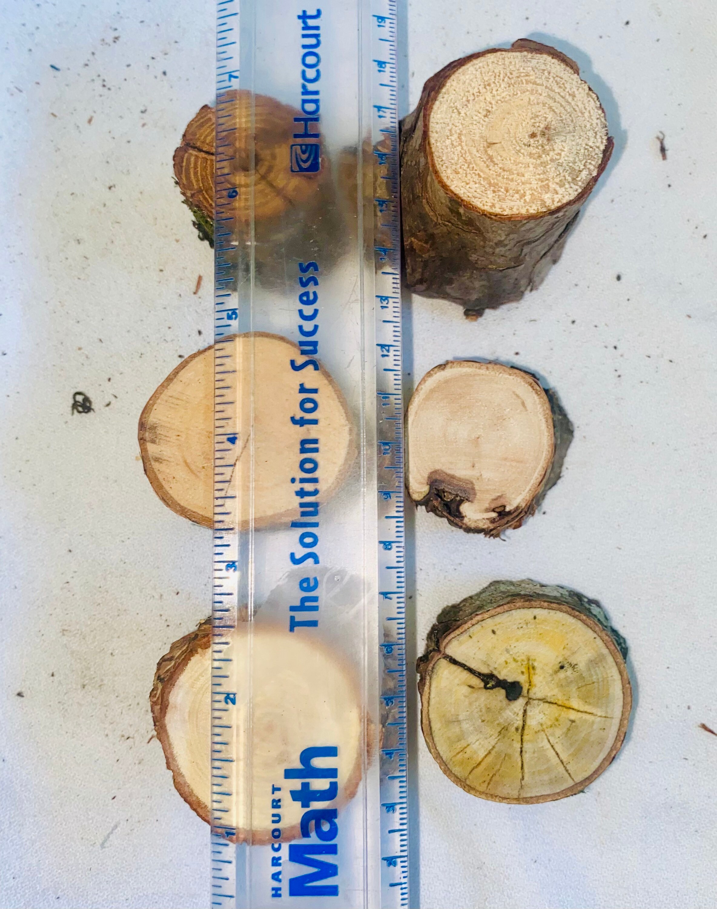 Mini Tree Stumps Set of 12 Assorted Small Wood Stumps Etsy UK