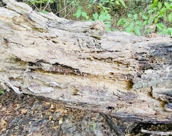 Rotten Hardwood Logs (3 lbs): Isopod Terrarium Substrate, Natural Forest Mulch