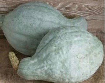 Blue Hubbard Squash seeds (10)