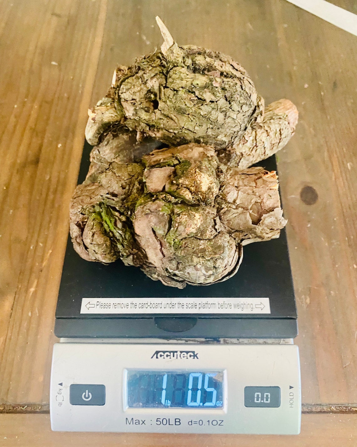 4 Pine wood burls 1 pound unique wood burls raw pine Etsy