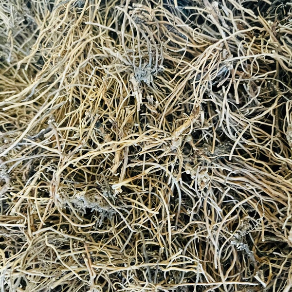 Virginia Snake Root - 1 oz dried