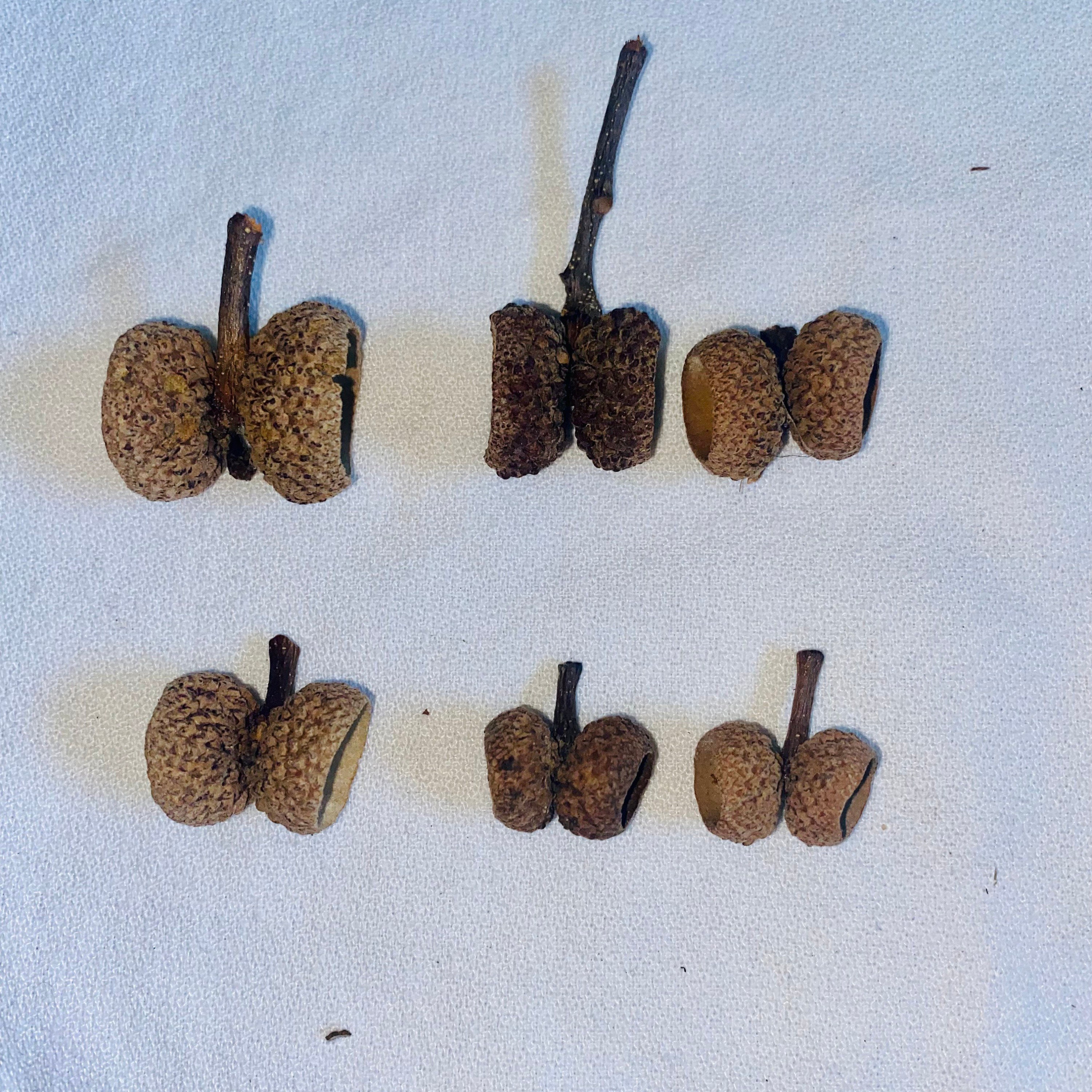 50 Natural Double Acorn Caps: Craft Supply Bulk - Etsy