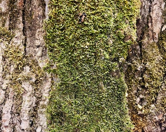 Natural Mossy Tree Bark Pieces: Fairy Garden Terrarium Decor