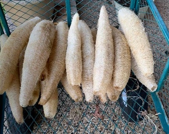 May include: A group of natural loofah sponges in a wire basket. The loofahs are beige and have a fibrous texture.