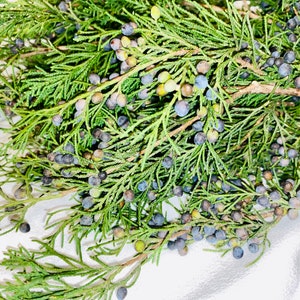 May include: Close-up of a sprig of evergreen foliage with small, round, blue-purple berries. The green needles and berries are clustered along the brown stems. The background is a white, slightly textured surface.