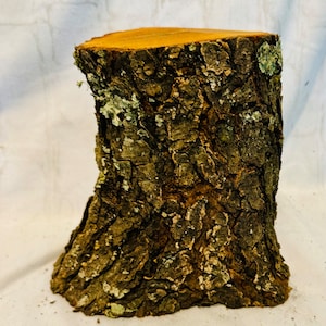 Rustic cherry wood stump- double tree stump - terrarium/fairy garden decor - unique stump - natural log stump